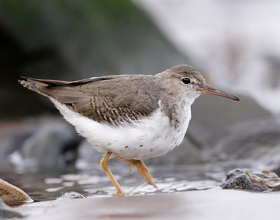 Spotted Sandpiper Actitis macularia. Croy Beach Ayrshire March 2