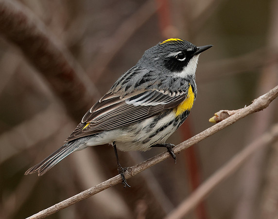 Yellow-rumped Warbler Setophaga coronata