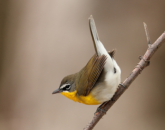 Yellow-breasted Chat Icteria virens
