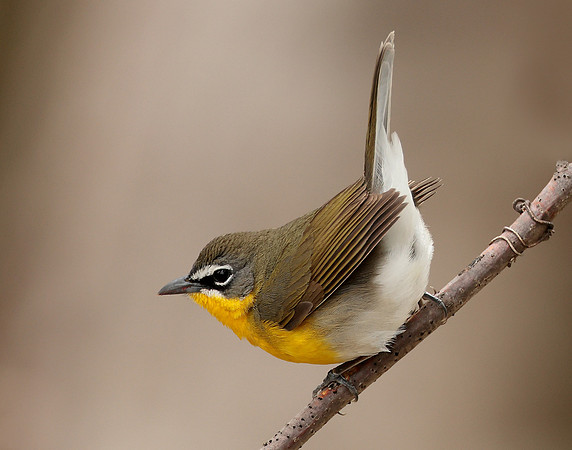 Yellow-breasted Chat Icteria virens