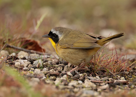 Common Yellowthroat Geothlypis trichas