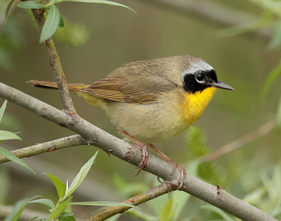 Common Yellowthroat Geothlypis trichas