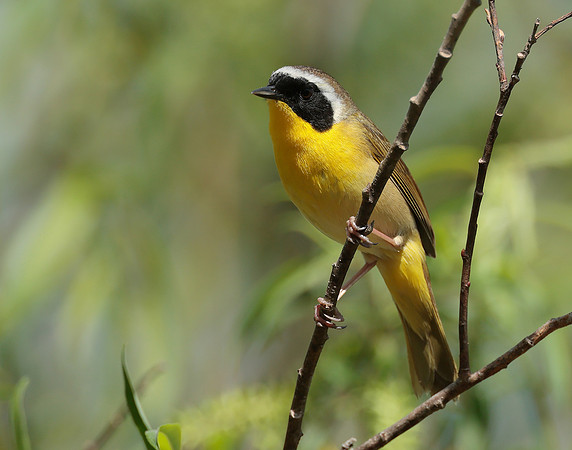 Common Yellowthroat Geothlypis trichas