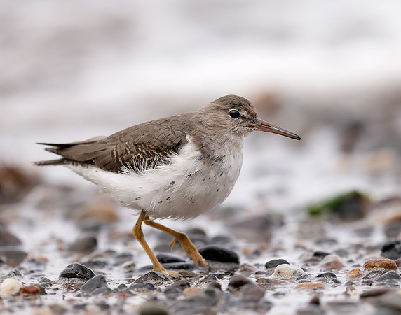 Spotted Sandpiper Actitis macularia. Croy Beach Ayrshire March 2
