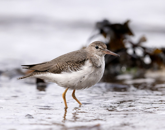 Spotted Sandpiper Actitis macularia. Croy Beach Ayrshire March 2