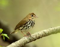 Ovenbird Seiurus aurocapilla