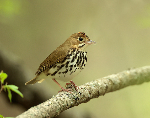 Ovenbird Seiurus aurocapilla