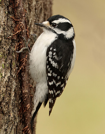Downy Woodpecker Picoides pubescens