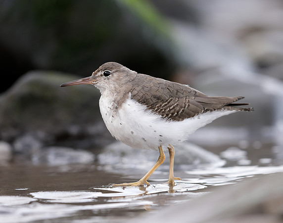 Spotted Sandpiper Actitis macularia. Croy Beach Ayrshire March 2