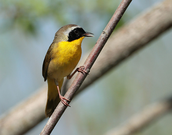 Common Yellowthroat Geothlypis trichas