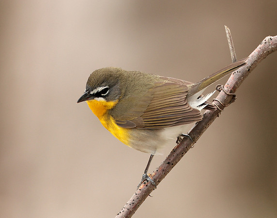 Yellow-breasted Chat Icteria virens