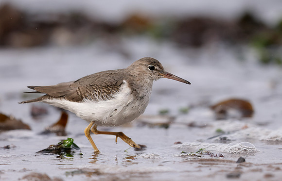 Spotted Sandpiper Actitis macularia. Croy Beach Ayrshire March 2