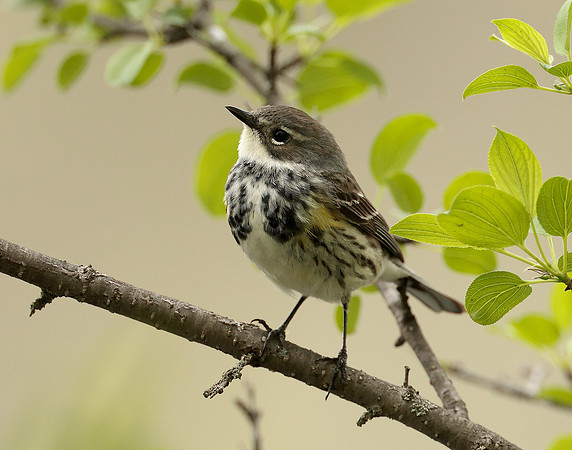 Yellow-rumped Warbler Setophaga coronata