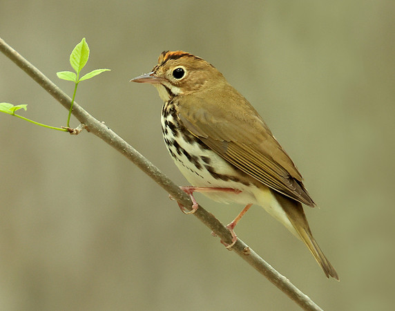 Ovenbird Seiurus aurocapilla