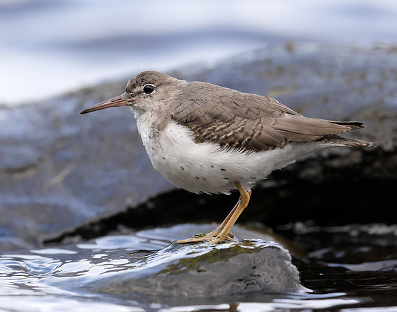 Spotted Sandpiper Actitis macularia. Croy Beach Ayrshire March 2