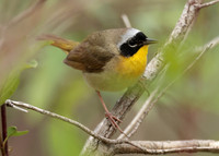 Common Yellowthroat Geothlypis trichas
