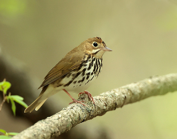 Ovenbird Seiurus aurocapilla