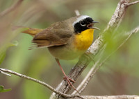 Common Yellowthroat Geothlypis trichas