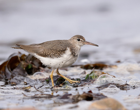 Spotted Sandpiper Actitis macularia. Croy Beach Ayrshire March 2