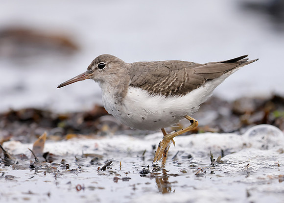 Spotted Sandpiper Actitis macularia. Croy Beach Ayrshire March 2
