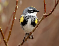 Yellow-rumped Warbler Setophaga coronata