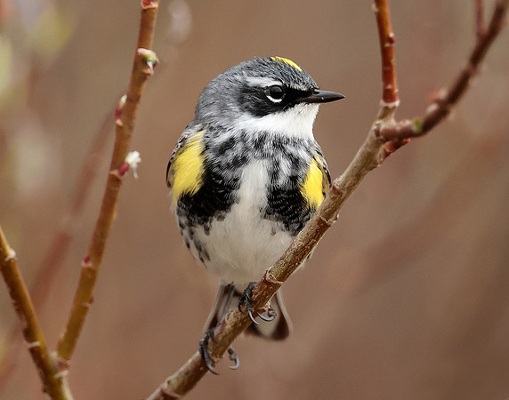 Yellow-rumped Warbler Setophaga coronata