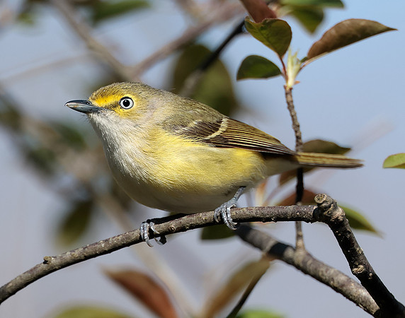 White-eyed Vireo Vireo griseus