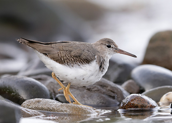 Spotted Sandpiper Actitis macularia. Croy Beach Ayrshire March 2