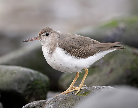Spotted Sandpiper Actitis macularia. Croy Beach Ayrshire March 2