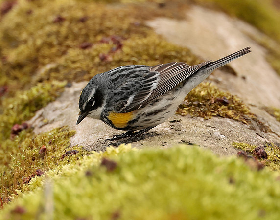 Yellow-rumped Warbler Setophaga coronata