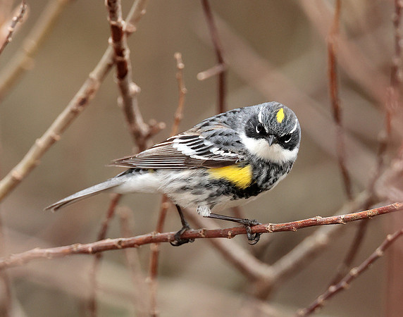 Yellow-rumped Warbler Setophaga coronata