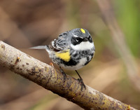 Yellow-rumped Warbler Setophaga coronata