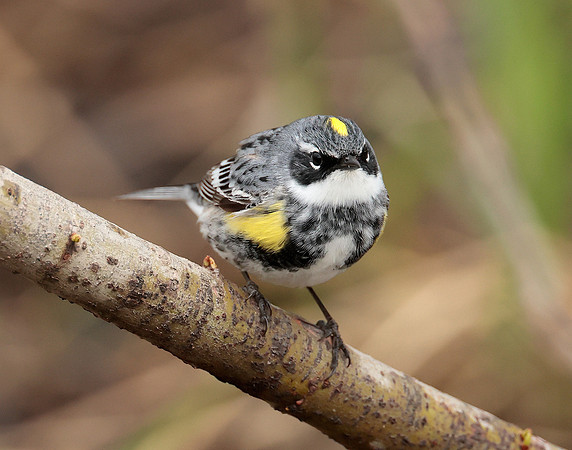 Yellow-rumped Warbler Setophaga coronata
