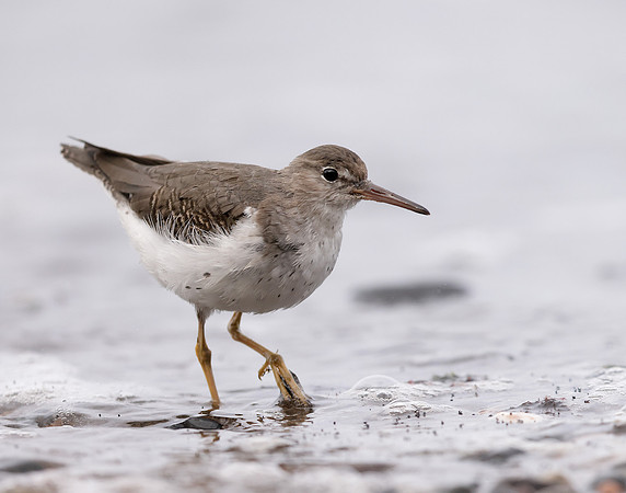 Spotted Sandpiper Actitis macularia. Croy Beach Ayrshire March 2