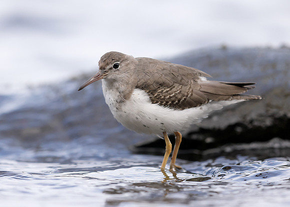 Spotted Sandpiper Actitis macularius. Croy Beach, Ayrshire March