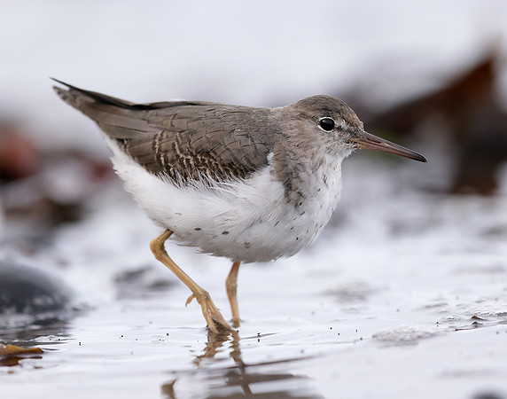 Spotted Sandpiper Actitis macularia. Croy Beach Ayrshire March 2