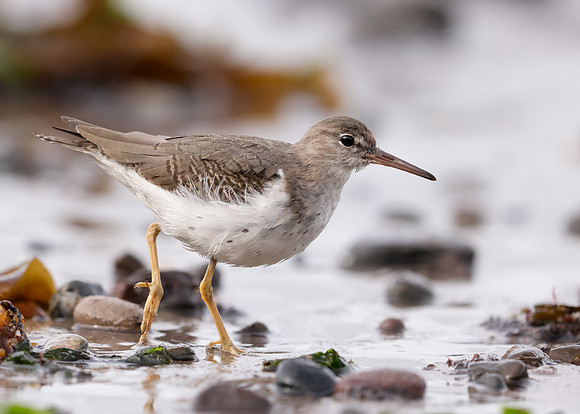 Spotted Sandpiper Actitis macularia. Croy Beach Ayrshire March 2