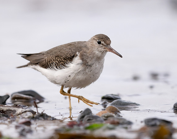 Spotted Sandpiper Actitis macularia. Croy Beach Ayrshire March 2