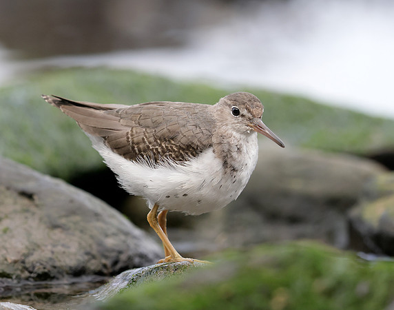 Spotted Sandpiper Actitis macularia. Croy Beach Ayrshire March 2