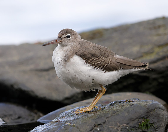 Spotted Sandpiper Actitis macularia. Croy Beach Ayrshire March 2
