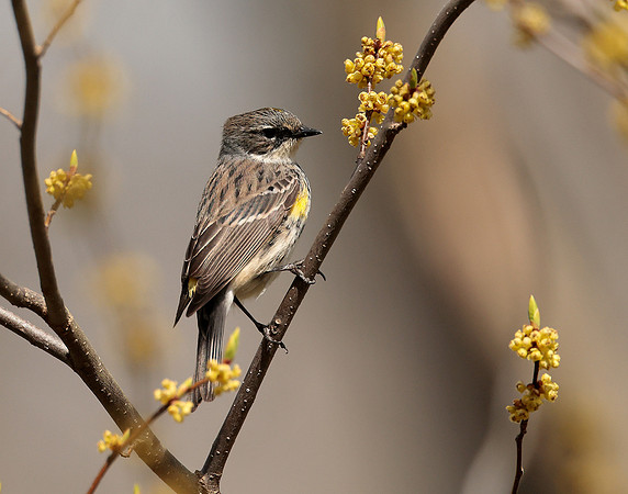 Yellow-rumped Warbler Setophaga coronata