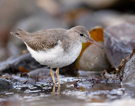 Spotted Sandpiper Actitis macularia. Croy Beach Ayrshire March 2