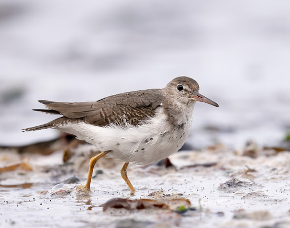 Spotted Sandpiper Actitis macularia. Croy Beach Ayrshire March 2