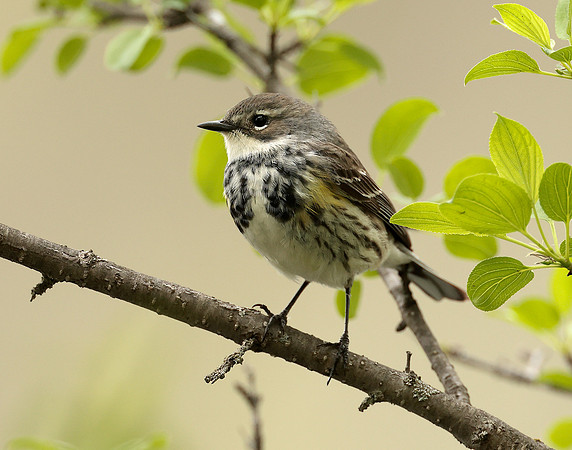 Yellow-rumped Warbler Setophaga coronata