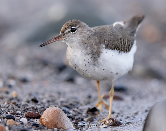 Spotted Sandpiper Actitis macularia. Croy Beach Ayrshire March 2