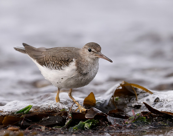 Spotted Sandpiper Actitis macularia. Croy Beach Ayrshire March 2