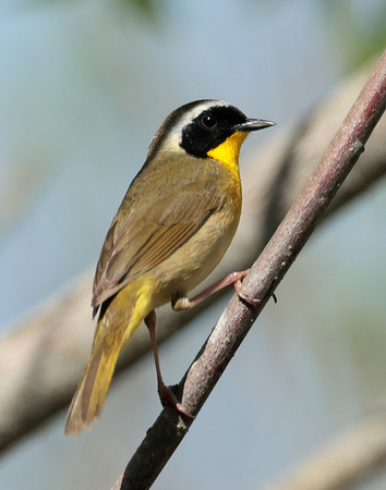 Common Yellowthroat Geothlypis trichas