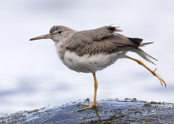 Spotted Sandpiper Actitis macularia. Croy Beach Ayrshire March 2