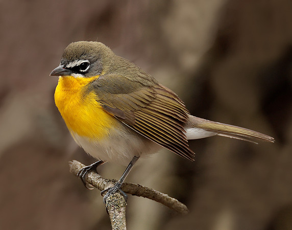 Yellow-breasted Chat Icteria virens