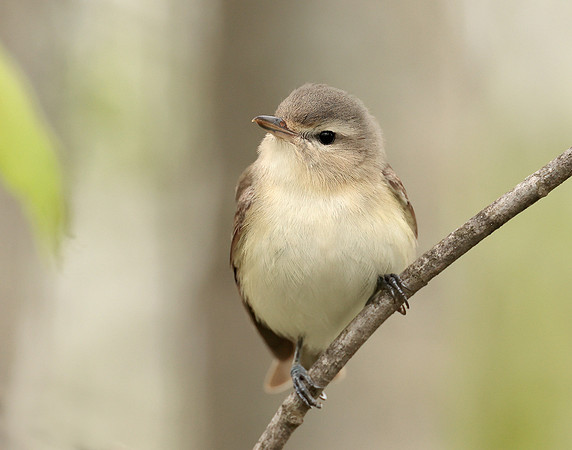 Warbling Vireo Vireo gilvus